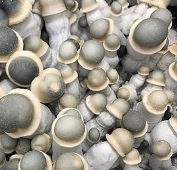 How to Grow Magic Mushrooms at Home uk?