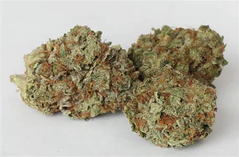 Master-Kush.jpg Master Kush